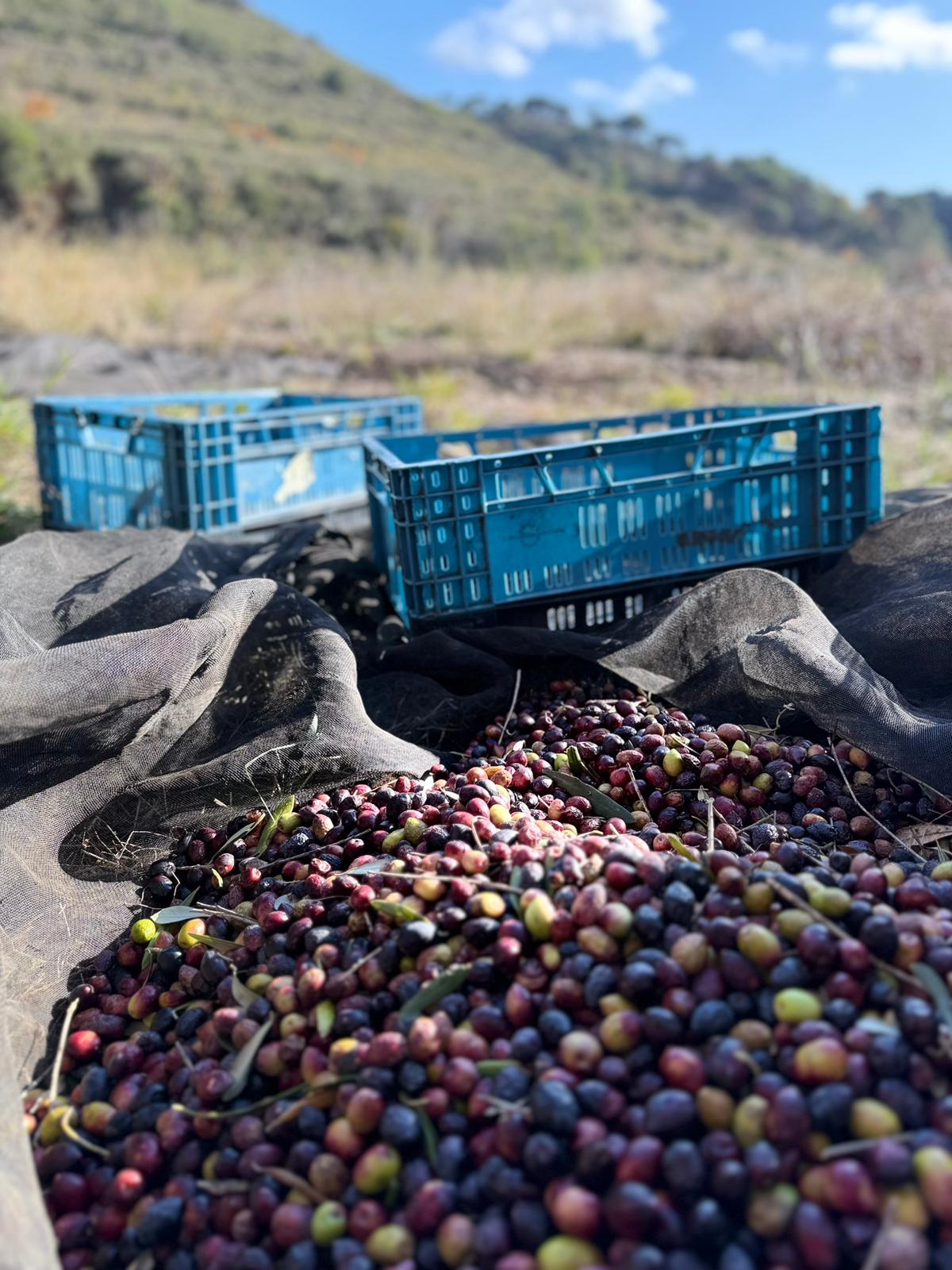 Olives récoltées sur un filet, devant des caisses, au pied de la colline