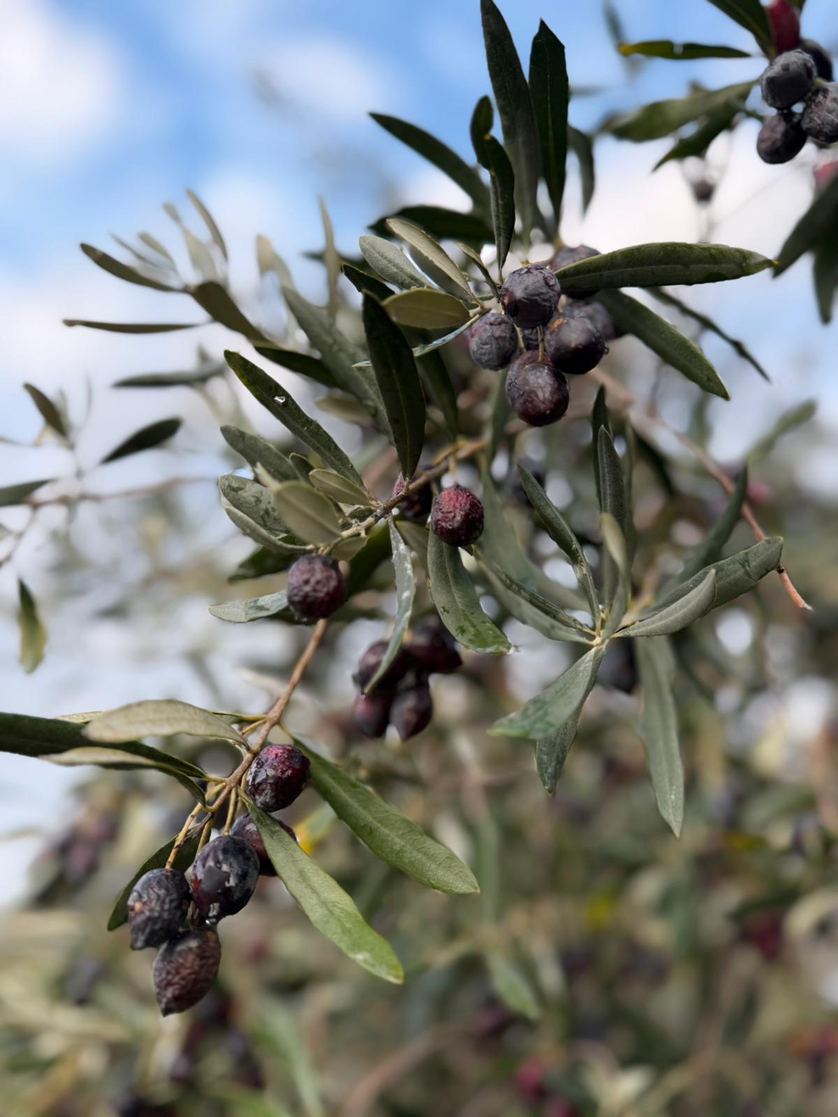Olives noires mûres sur une branche d'olivier