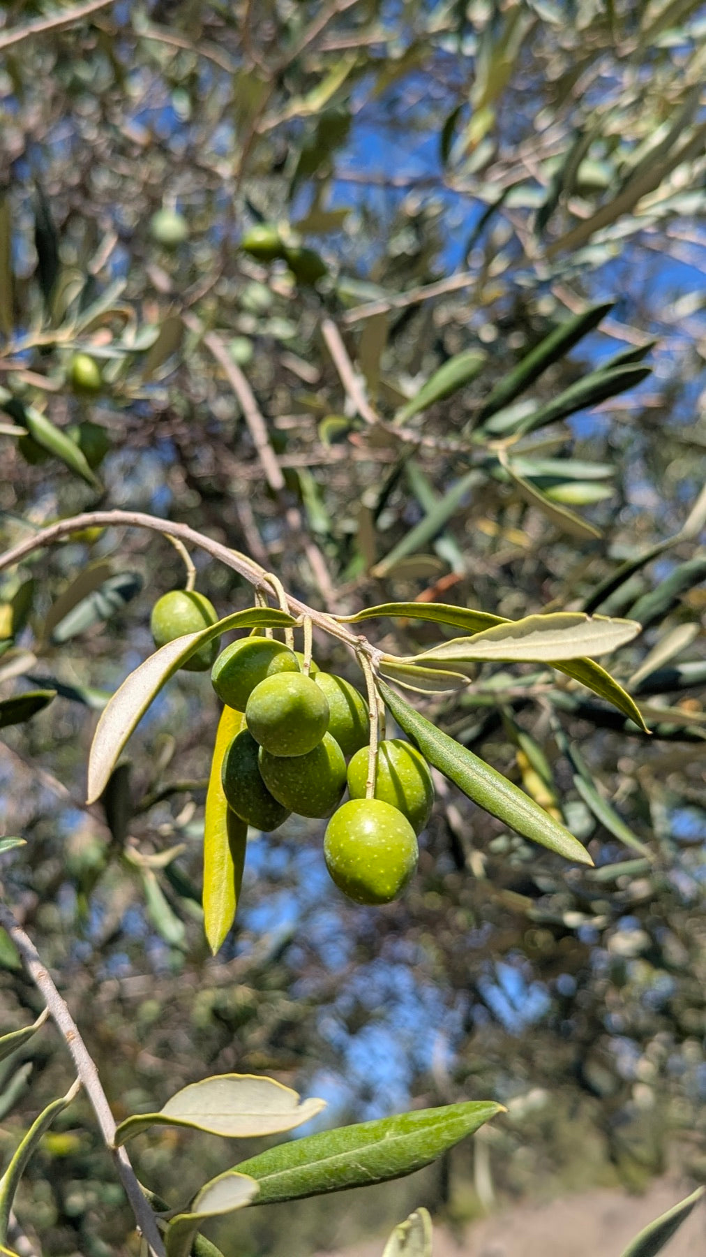 Grappe d'olives vertes sur une branche, dans l'oliveraie GALEA